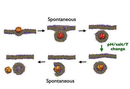 Intracellular Release of Endocytosed Nanoparticles Upon a Change of Ligand-Receptor Interaction