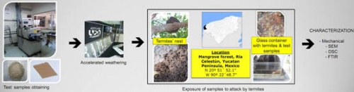 Effect of biological degradation by termites on the flexural
