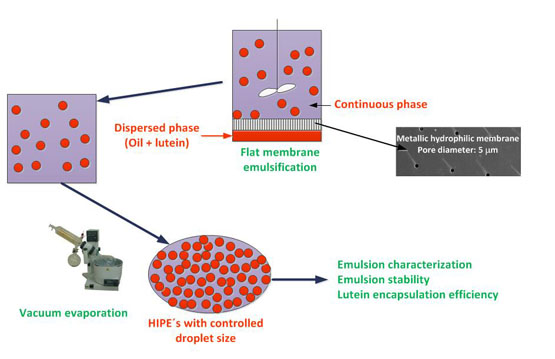 Preparation of HIPEs with controlled droplet size containing lutein