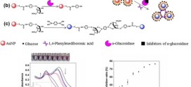 A colorimetric method for {Alpha}-glucosidase activity assay and its inhibitor screening based on aggregation of gold nanoparticles induced by specific recognition between phenylenediboronic acid and 4-aminophenyl-{Alpha}-D-glucopyranoside