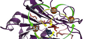 Extension and Limits of the Network of Coupled Motions Correlated to Hydride Transfer in Dihydrofolate Reductase. Advances in Engineering