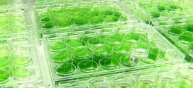 Optimal energy dissipation in growing microorganisms and rectification columns. Advances in Engineering