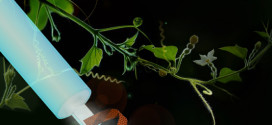 Bioinspired Graphene Actuators Prepared by Unilateral UV Irradiation of Graphene Oxide Papers