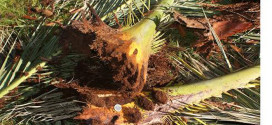 fea Application of Laser Induced Breakdown Spectroscopy in Early Detection of Red Palm Weevil-advances in engineering