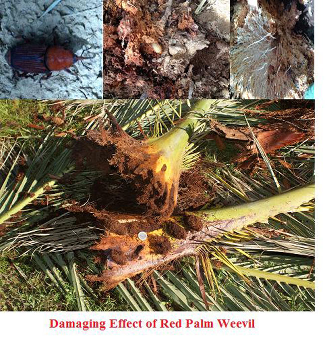 Application of Laser Induced Breakdown Spectroscopy in Early Detection of Red Palm Weevil- Advances in Engineering