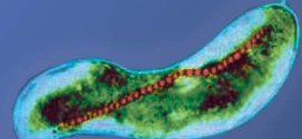 Quantitative Imaging of Single Unstained Magnetotactic Bacteria by Coherent X-ray Diffraction Microscopy