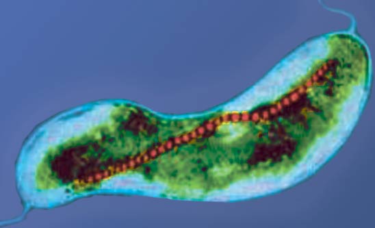 Quantitative Imaging of Single Unstained Magnetotactic Bacteria by ...