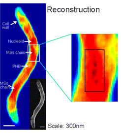Single Unstained Magnetotactic Bacteria Coherent X-ray Diffraction Microscopy-2
