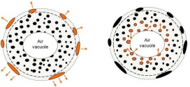 fea Oxidation microencapsulated oils- advances inengineering