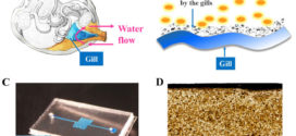 Clam-inspired nanoparticle immobilization method using adhesive tape as microchip substrate. Advances in Engineering