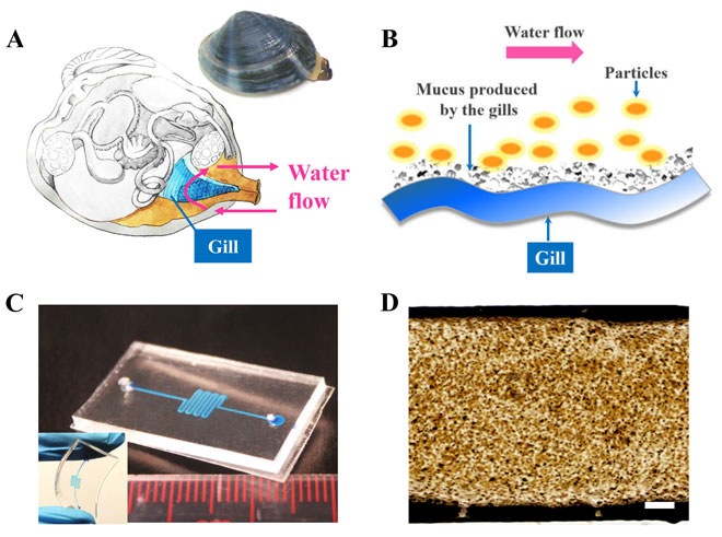 Clam-inspired nanoparticle immobilization method using adhesive tape as microchip substrate. Advances in Engineering