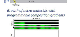 Fabrication of microscale materials with programmable composition gradients.. Advances in Engineering