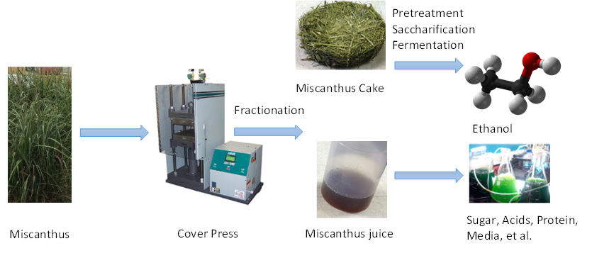 Green Biorefinery of Miscanthus into Biofuel and Biobased Products Advances in Engineering