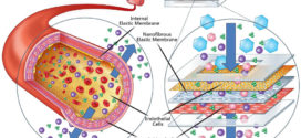 Lab-on-a-brane: nanofibrous polymer membranes to recreate organ–capillary interfaces. Advances in Engineering