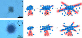Optical Trapping-Formed Colloidal Assembly with Horns Extended to the Outside of a Focus through Light Propagation.Advances in Engineering