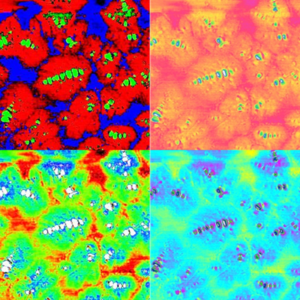 A Study of the Influence of the Microstructure of One Type of Bitumen