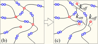 . Advances in Engineering.A simple statistical approach to model the time-dependent response of polymers with reversible cross-links