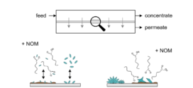 Anti-Scale Effects of Select Organic Macromolecules on Gypsum Bulk and Surface Crystallization during Reverse Osmosis Desalination