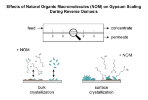 Anti-Scale Effects of Select Organic Macromolecules on Gypsum Bulk and Surface Crystallization during Reverse Osmosis Desalination (Advances in Engineering)