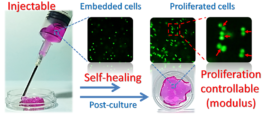 Modulus-regulated 3D-cell proliferation in an injectable self-healing hydrogel - advances in engineering