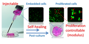 Modulus-regulated 3D-cell proliferation in an injectable self-healing hydrogel - advances in engineering