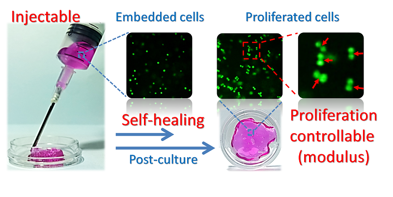 Modulus-regulated 3D-cell proliferation in an injectable self-healing hydro...