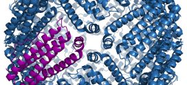 Catalytic Macroporous Biohydrogels Made of Ferritin-Encapsulated Gold Nanoparticles - Advances in Engineering