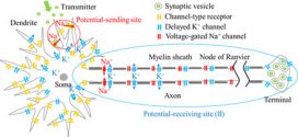 directional propagation of action potential using a mimicking system-(Advances-in-Engineering--