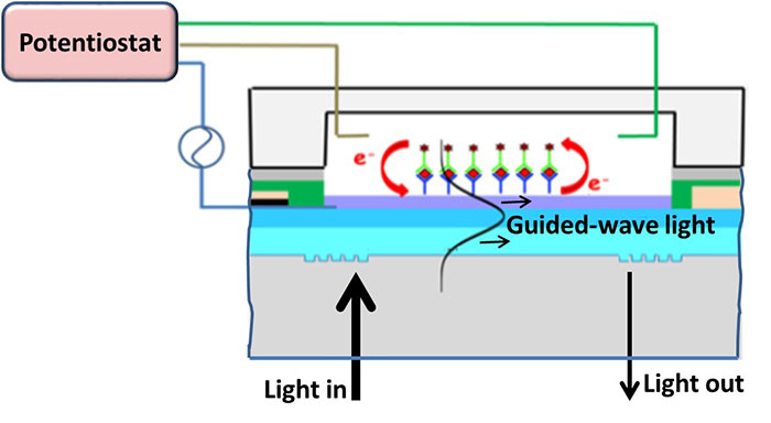Influenza virus immunosensor with an electro-active optical waveguide under potential modulation- Advances in Engineering