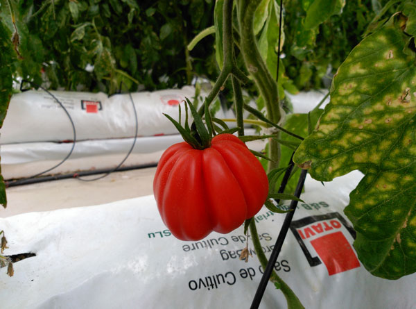 Building-integrated rooftop greenhouses Advances in Engineering-6