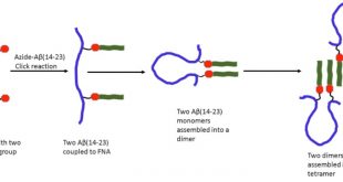 Single-molecule probing of amyloid nano-ensembles using the polymer nanoarray approach. Advances in Engineering