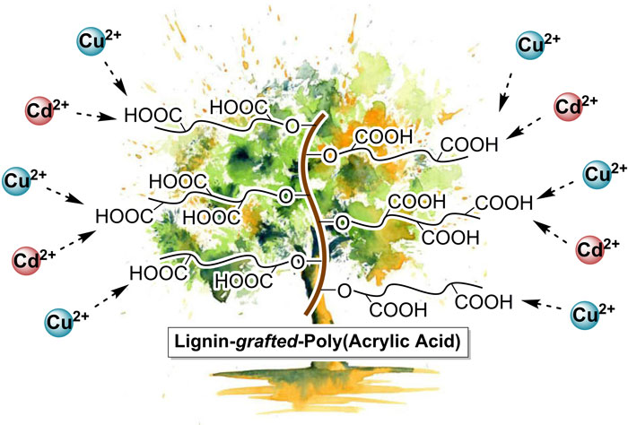 Lignin-graft-poly(acrylic acid) for enhancement of heavy metal ion biosorption. Advances in Engineering