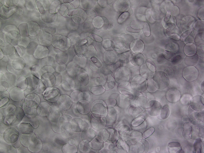 Multiscale structured glass for advanced light management. Advances in Engineering