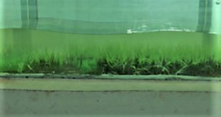 Plants Go with the Flow - Advances in ENgineering