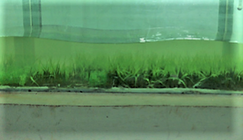 Plants Go with the Flow - Advances in Engineering