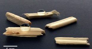 hemp-shiv-real-sample-Advances in Engineering