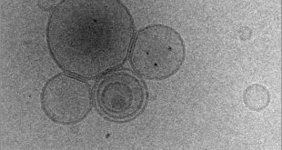 How bridges and softness help vesicles to attract each other - Advances Engineering