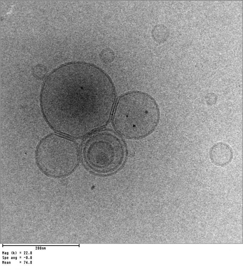 How bridges and softness help vesicles to attract each other - Advances Engineering