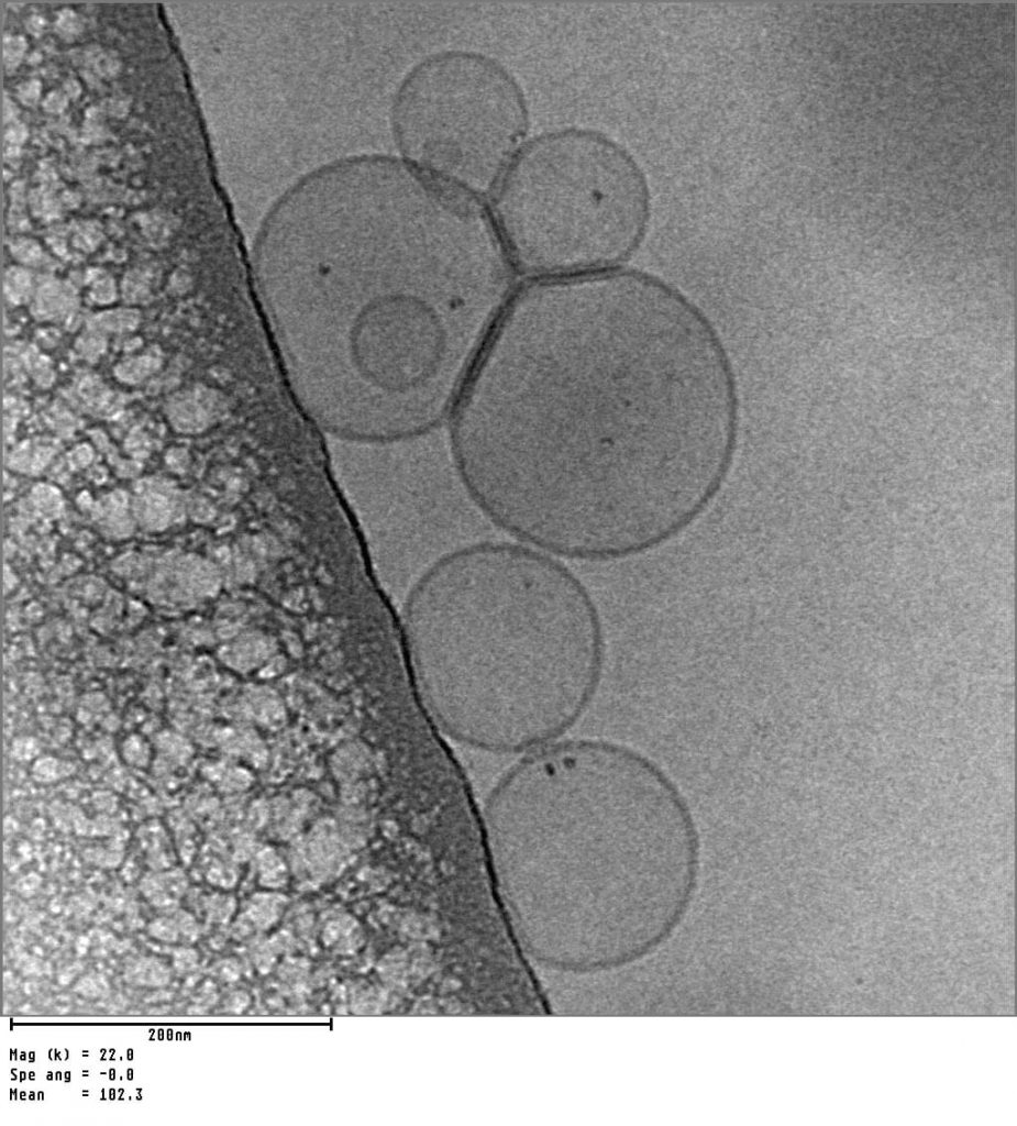 How bridges and softness help vesicles to attract each other - Advances Engineering