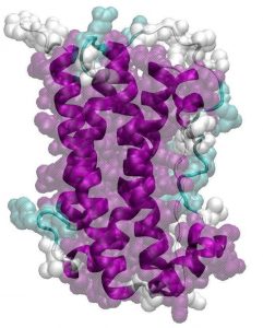 Cryo- and lyoprotection of proteins: When the amino acid sequence matters - Advances Engineering
