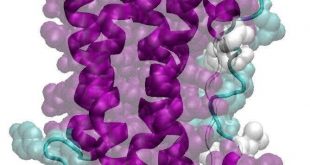 Cryo- and lyoprotection of proteins: When the amino acid sequence matters - Advances Engineering