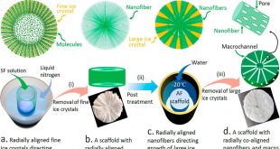 Creating Biomimetic Anisotropic Tissue Engineering Scaffolds with Co-Aligned Nanofibers and Macrochannels by Manipulating Ice Growth - Advanced Engineering