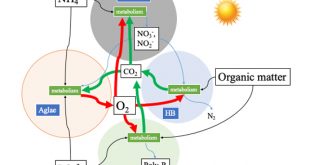 Algal-bacterial bioreactor: an alternative for future wastewater treatment - Advances in Engineering