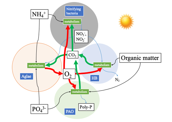 Algal-bacterial bioreactor: an alternative for future wastewater treatment - Advances in Engineering