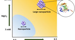 Peptide-driven protein nanoparticle formation modulated through pH and metal ions - Advances in Engineering