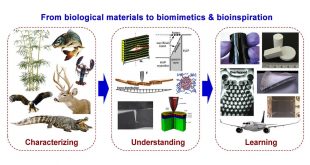 Nature's arms race inspire new materials - Advanced Engineering