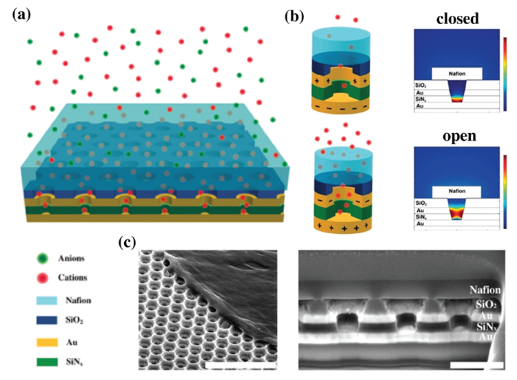 Designing Across the Micro-Nano Boundary: Hierarchically Organized Nafion-Nanopore Structures Enable Electrochemical Diodes - Advances in Engineering
