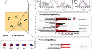 Why is silver nanoparticle toxic: Integrated transcriptional and proteomic analysis - Advances in Engineering