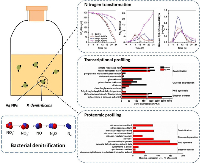 Why is silver nanoparticle toxic: Integrated transcriptional and proteomic analysis - Advances in Engineering