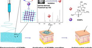 Local delivery of deep marine fungus-derived equisetin from polyvinylpyrrolidone (PVP) nanofibers for anti-MRSA activity - Advances in Engineering